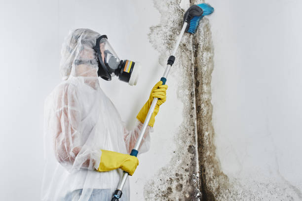 Best Attic Mold Remediation in Schuyler, NE