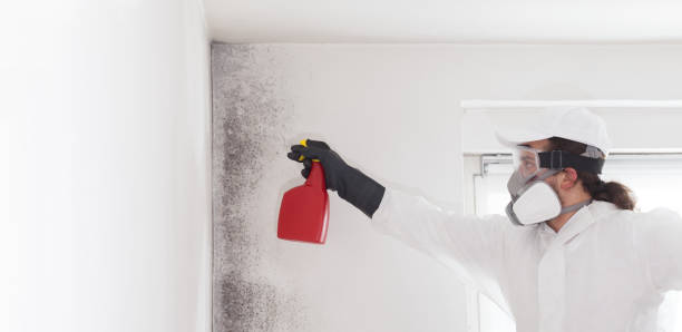 Best Residential Mold Remediation in Schuyler, NE